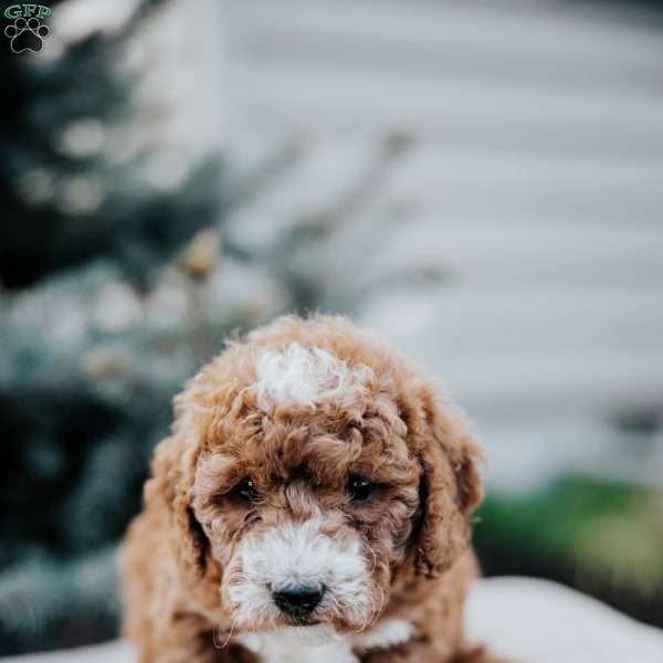 Zara, Mini Goldendoodle Puppy