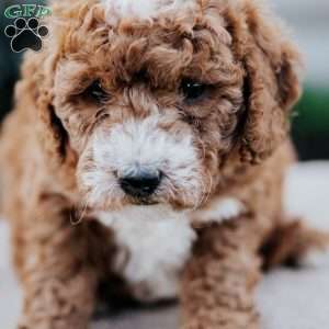 Zara, Mini Goldendoodle Puppy