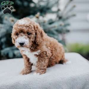 Zara, Mini Goldendoodle Puppy