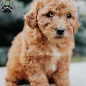 Zero, Mini Goldendoodle Puppy