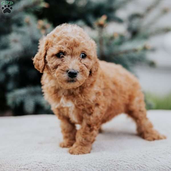 Zero, Mini Goldendoodle Puppy