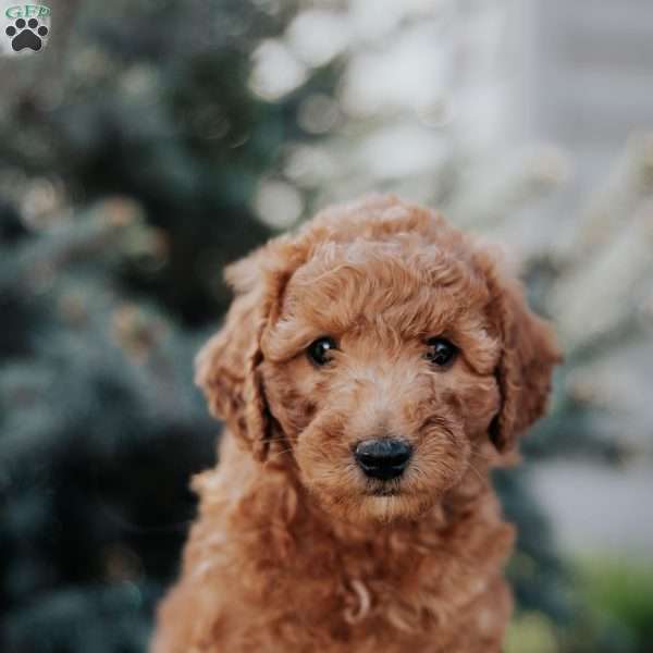 Zion, Mini Goldendoodle Puppy