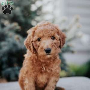 Zion, Mini Goldendoodle Puppy