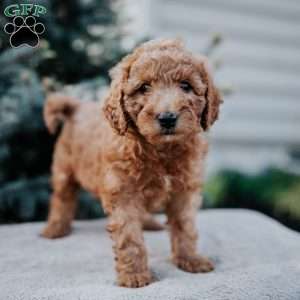 Zion, Mini Goldendoodle Puppy