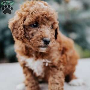 Zoey, Mini Goldendoodle Puppy