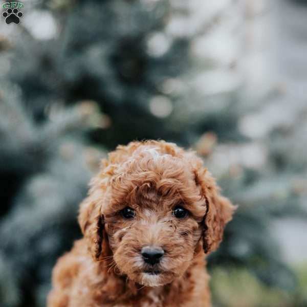 Zoey, Mini Goldendoodle Puppy