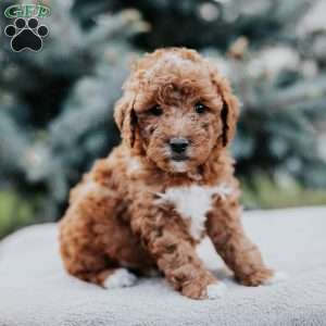 Zoey, Mini Goldendoodle Puppy