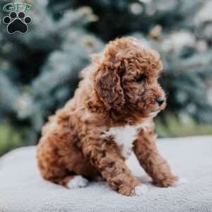 Zoey, Mini Goldendoodle Puppy