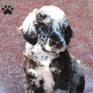 Rocky, Toy Poodle Puppy