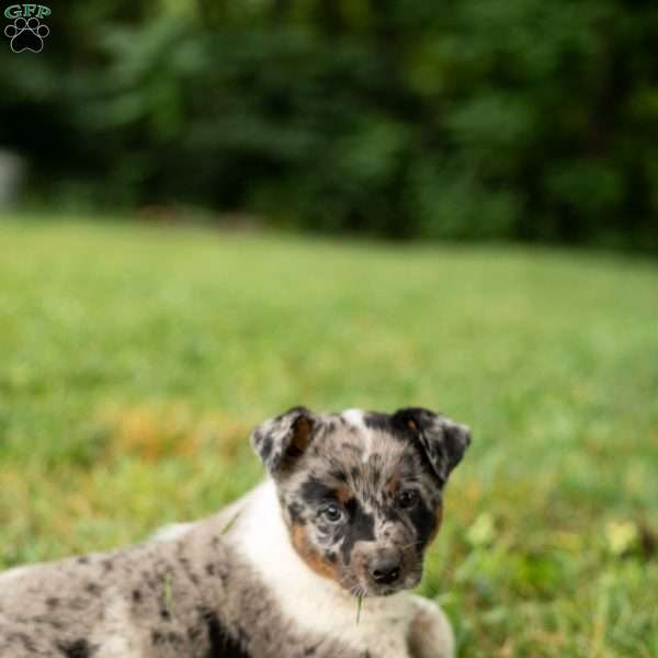 Luna, Blue Heeler Mix Puppy