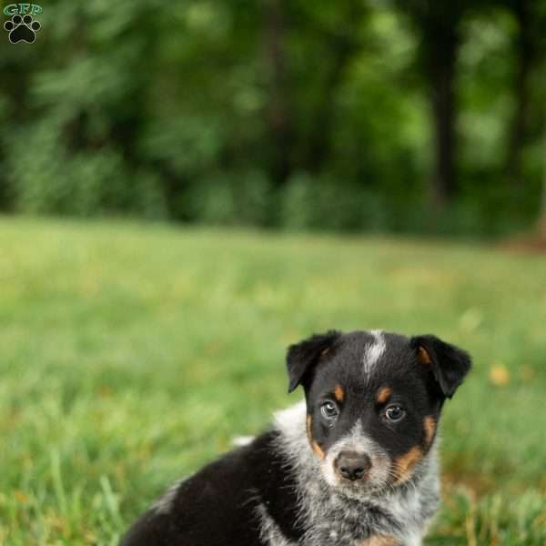 Teddy, Blue Heeler Mix Puppy