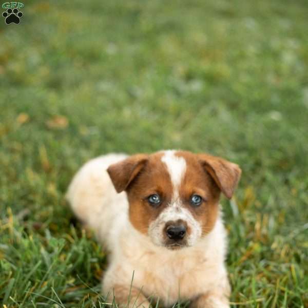 Jack, Blue Heeler Mix Puppy