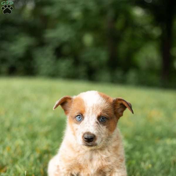 Flora, Blue Heeler Mix Puppy