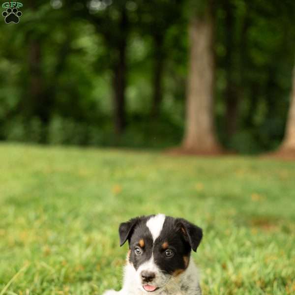 Buster, Blue Heeler Mix Puppy