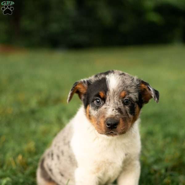 Huck, Blue Heeler Mix Puppy