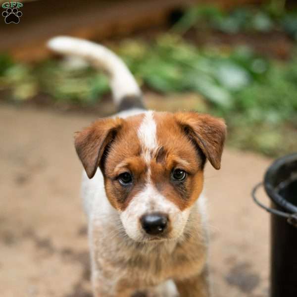 Max, Blue Heeler Mix Puppy