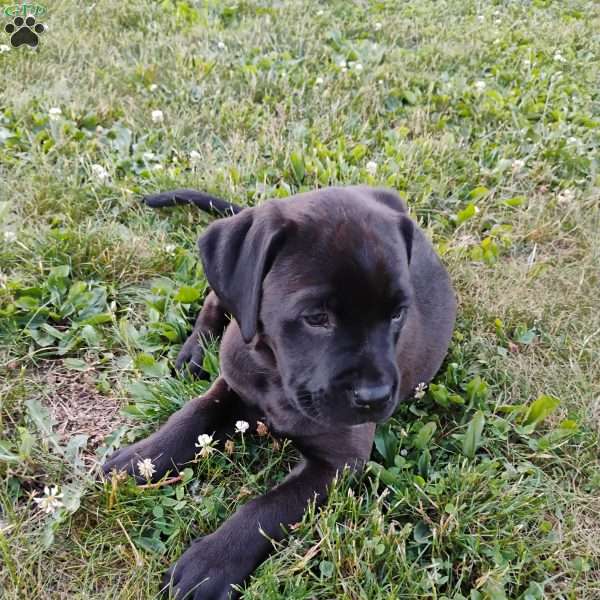 Cheddar, Boxador Puppy