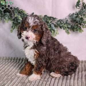 Clementine, Mini Bernedoodle Puppy