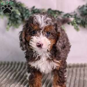Clementine, Mini Bernedoodle Puppy