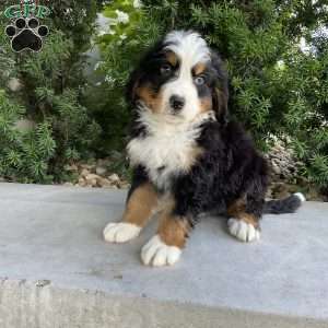 Deigo, Bernese Mountain Dog Puppy