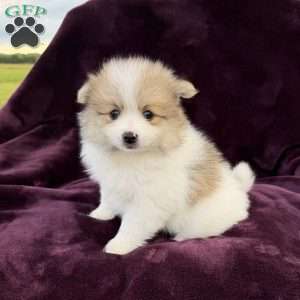 misty, Pomeranian Puppy