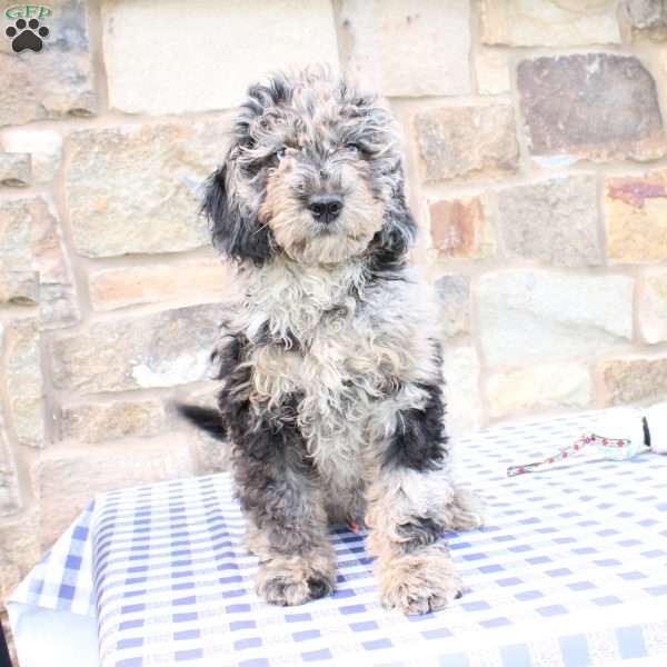 Jacob, Labradoodle Puppy