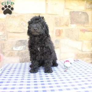 Jerry, Labradoodle Puppy