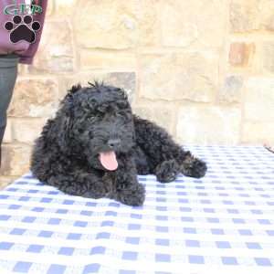 Jaxson, Labradoodle Puppy