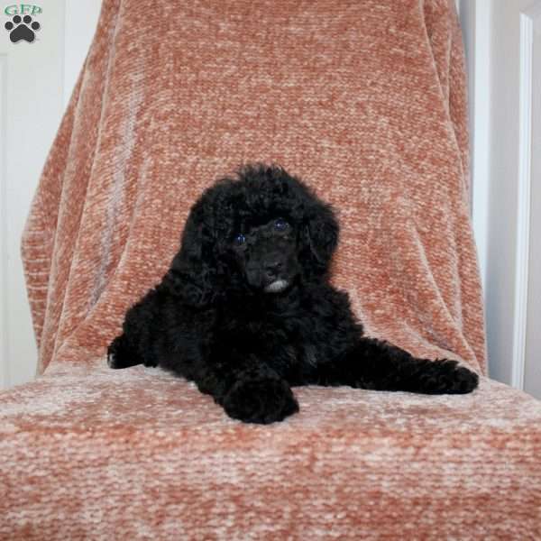 Bear, Miniature Poodle Puppy