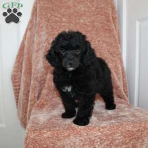 Buster, Miniature Poodle Puppy
