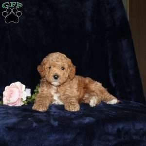 Phillip, Mini Goldendoodle Puppy