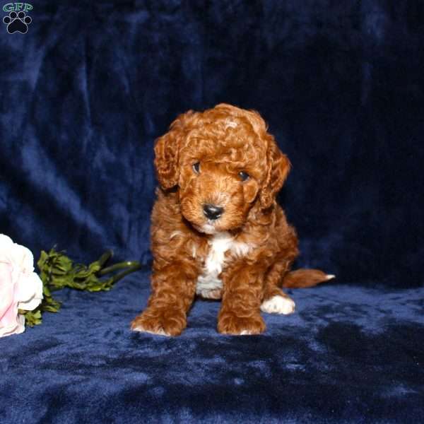 Peter, Mini Goldendoodle Puppy