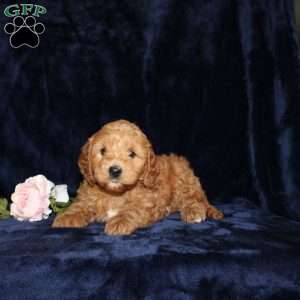 Pam, Mini Goldendoodle Puppy
