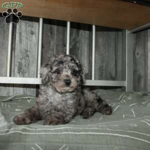 Cally, Miniature Poodle Puppy