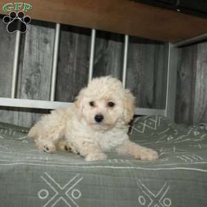 Colby, Miniature Poodle Puppy