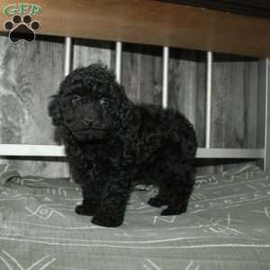 Carter, Miniature Poodle Puppy