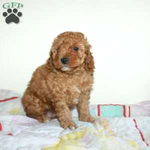 Clarence, Miniature Poodle Puppy
