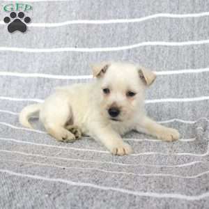 Dakota, West Highland Terrier Puppy