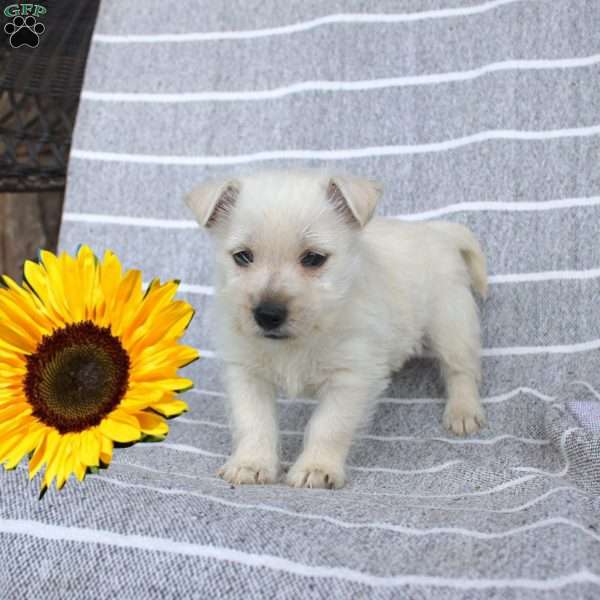 Dawson, West Highland Terrier Puppy