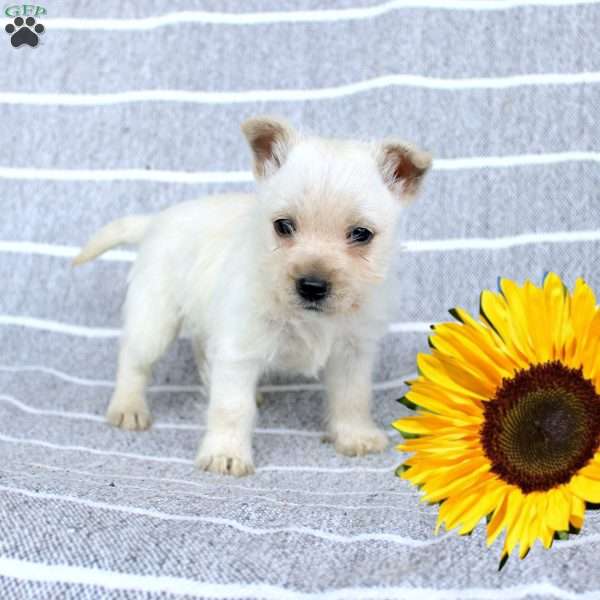 Daisy, West Highland Terrier Puppy