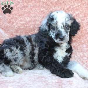 Rocky, Toy Poodle Puppy