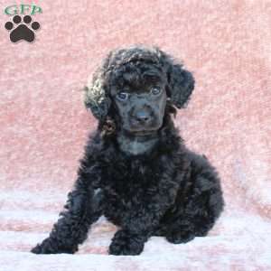 Rosie, Toy Poodle Puppy