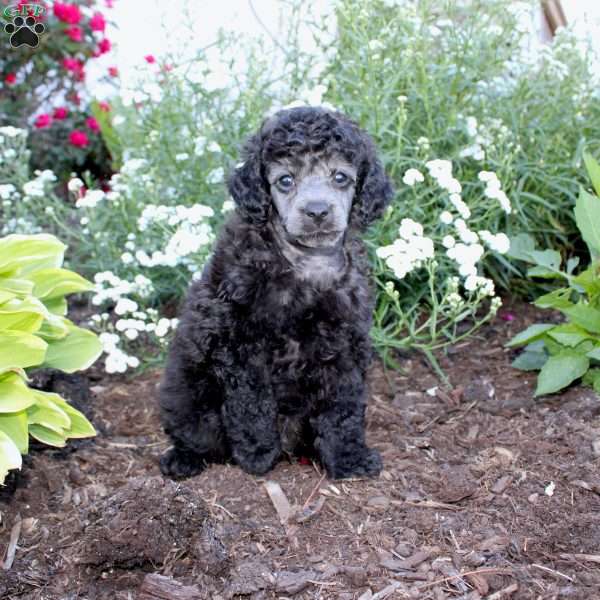 Rambo, Toy Poodle Puppy