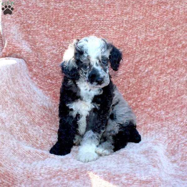 Rocky, Toy Poodle Puppy