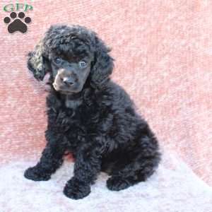Rosie, Toy Poodle Puppy