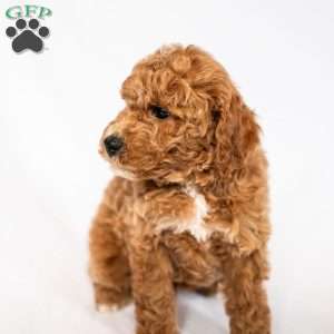 Daffodil, Standard Poodle Puppy