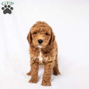 Daffodil, Standard Poodle Puppy