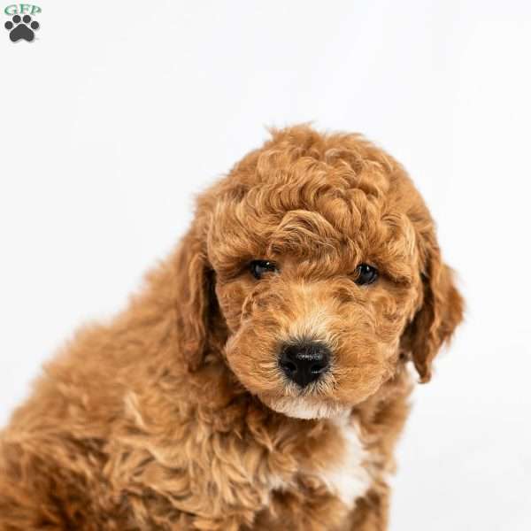 Daffodil, Standard Poodle Puppy