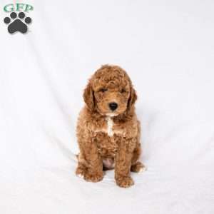 Daffodil, Standard Poodle Puppy