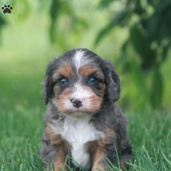 Tracy, Cavapoo Puppy
